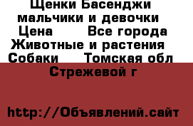 Щенки Басенджи ,мальчики и девочки › Цена ­ 1 - Все города Животные и растения » Собаки   . Томская обл.,Стрежевой г.